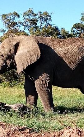 2D1N • 2-Day Tsavo National Park Private Safari from Mombasa