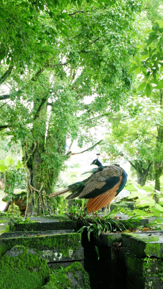 6天5晚 • 雲南昆明＋芒市＋瑞麗＋騰衝