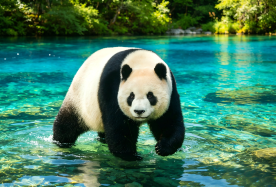 3D2N · Group Tours · Jiuzhaigou & Huanglong & Panda Base, free eSIM card, Chengdu covered bowl tea & Sichuan opera face-changing show offered for inquiries, Chengdu hotel & airport transfer booking available · Explore the beautiful scenery of the two 5A-rated tourist attractions in one go.