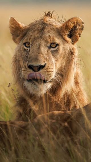 5D4N • Nakuru, Naivasha, Maasai Mara: Wild East Africa, a Glance for a Thousand Years