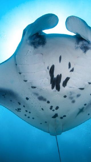4D3N • Maldives: South Ari Atoll 4-Night Diving Package