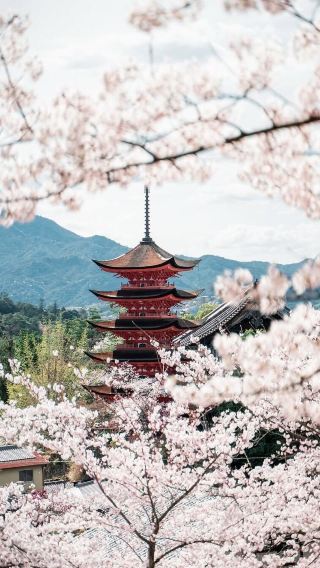 4D3N • Japan + Osaka + Kyoto