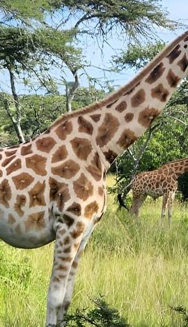 8D7N • Private 8 days Murchison Falls, Chimpanzee & Gorilla Trekking