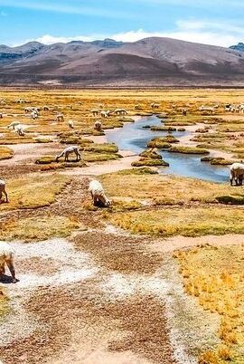 2D1N • Explore the Colca Canyon From Arequipa 2 Days and 1 Night