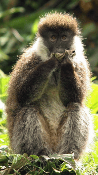 10D9N • Ethiopia: 10-Day Wildlife Photography Tour with Flights
