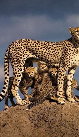 3D2N • 3 Day Masai Mara Safari Flying Package