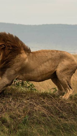 12D11N • Experience two great wildlife kingdoms of East Africa in one trip: follow the migration trails from the Masai Mara to the Serengeti and Ngorongoro