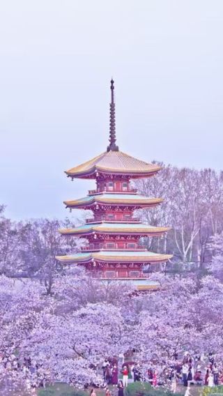 12日11晚 • 新疆+甘肅+青海+武漢12天團 · [復活節25/3出發] 新疆(烏魯木齊、吐魯番)、甘肅(敦煌、嘉峪關、張掖)、青海(西寧、青海湖)、武漢賞櫻12天純玩遊