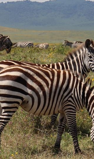 2D1N • 2 – Days Group Camping Tour Tarangire and Ngorongoro Crater