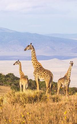 3D2N • 3 Day tour Tarangire, Ngorongoro crater & Lake Manyara