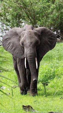 3D2N • Flight Package Zanzibar to Nyerere National Park (Selous GR) 3 Days 2 Nights