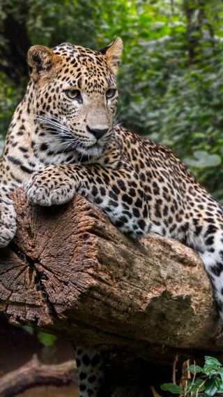 8D7N • 5-diamond hotels throughout the trip, 2 consecutive nights by the beach,Yala National Park Safari, Galle Fort, World Heritage Sigiriya Lion Rock, Hill Country Tea Plantation & Coastal Train