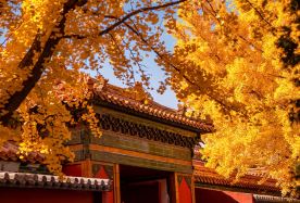 5D4N · Group Tours · Beijing + The Palace Museum + Mutianyu Great Wall + Tiananmen Square + Summer Palace: Autumn sightseeing tour