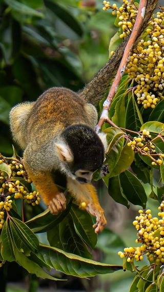 7D • Deep ecological adventure tour in Peru's Manú National Park