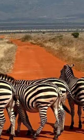 5D4N • 5 days safari to Tsavo East, West & Amboseli from Mombasa