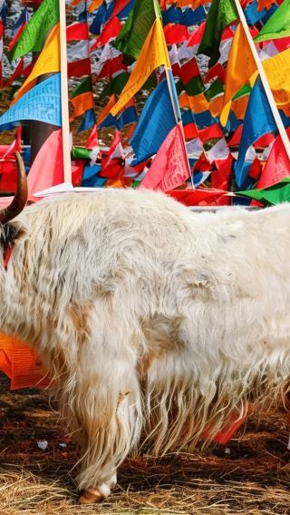 9D8N • No surcharge for Christmas & Flexible and adjustable itinerary: Kunming + Dali + Lijiang + Shangri-La - 3 UNESCO Wonders + Private Vehicle + Attraction Tickets + 2 High-Speed Train Experiences