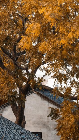4天3晚 • 蘇州＋拙政園＋寒山寺＋周莊＋同里古鎮＋虎丘山風景名勝區等經典名勝