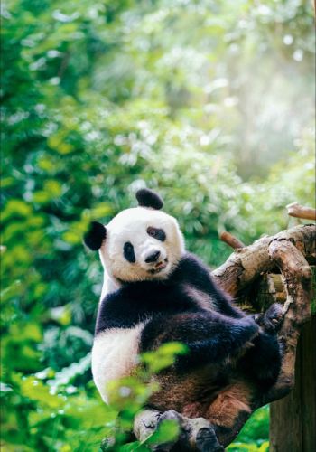 3日2晚 • 「週末趣長隆」廣州長隆一站玩｜大馬戲·野生動物世界·飛鳥樂園·歡樂世界＆高鐵直達不請假＆宿度假區內自選酒店·比別人更近一步