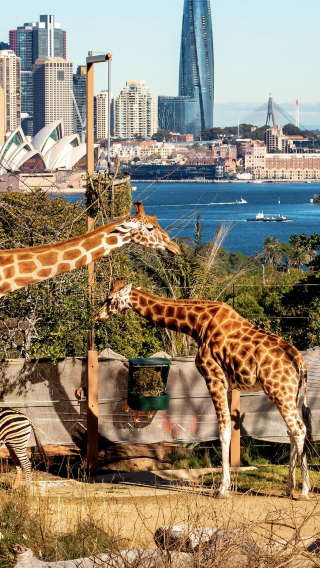2D1N • Australia Sydney Blue Mountains + Taronga Zoo Sydney  | Itinerary does not include hotel