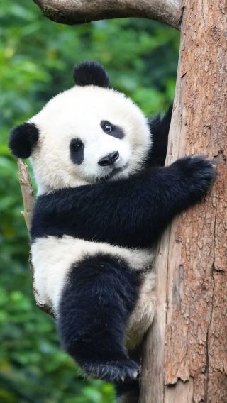 6D5N • Halal deep Sichuan tour - flexible & adjustable itinerary: Jiuzhaigou + Huanglong + Imperial City Mosque: panda experience · prayer room available · Muslim-friendly hotels