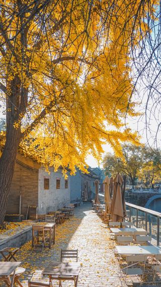 3D2N • Moonlight Tints Beijing's autumn-12-person small group · taste authentic Beijing-style cuisine · stay at the 5-star international-brand hotel - JW Marriott hotel Beijing