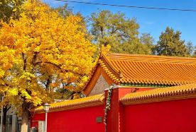 2D1N · Private Tours · Beijing Autumn City Walk: Hutongs, Ginkgo Streets & Mutianyu Great Wall · Experience Beijing's autumn charm on a guided cycling journey through old neighborhoods, cultural landmarks and scenic viewpoints, with a relaxing visit to the Great Wall.