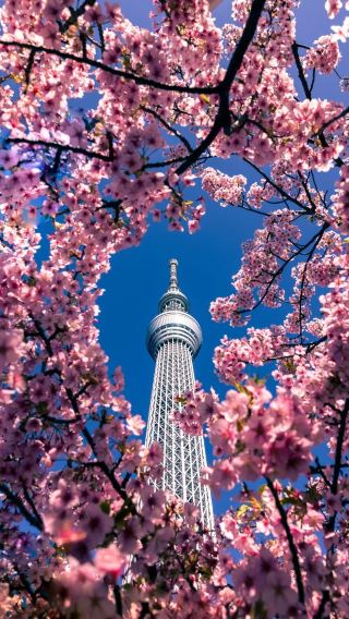 2天1晚 • 日本東京出發｜箱根溫泉 + 大湧穀火山 + 雕刻之森美術館 + 蘆之湖 + 東京市區