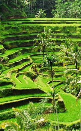 2D1N • Discover Ubud: 2 Days Ubud Private Tour