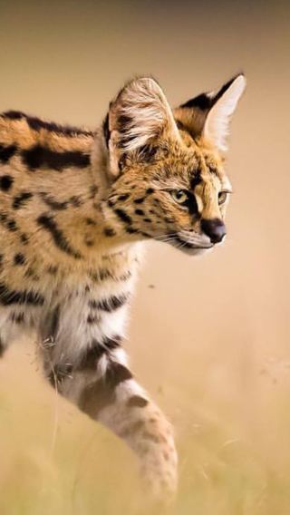 12D11N • Catch glimpses of vanishing rhinos, flocks sweeping over the pink-hued lake, the Big Five dozing on grasslands, and elephants roaming beneath snow-capped mountains