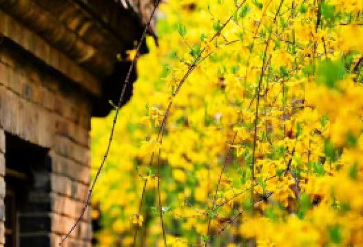 5-day 4-night · Group Tours · Mutianyu Great Wall + The Palace Museum + Temple of Heaven + Summer Palace · (International Travelers' Group) No shopping stops, includes guide, free transfers, small group of 9, 4-diamond hotels, and visits to the Palace Museum, Great Wall, and Summer Palace.