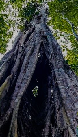5D4N • 5 Days Guided Manu Amazon Tour