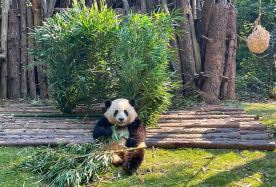2D1N · Group Tours · Airport Pick-up & Leisure Slow Tour to Giant Panda Base · Enjoy airport pick-up at Tianfu International Airport and visit the Chengdu Research Base of Giant Panda Breeding.