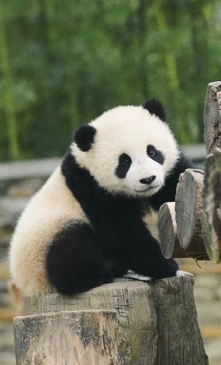 5D4N • Jiuzhaigou + Songpan + Panda Base + Check in at InterContinental Resort Jiuzhai Paradise: English-Speaking Guide & Park Admission and Shuttle Bus Included 