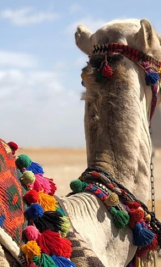 2D1N • 2 Days Egypt Tour Cairo, Giza Attractions & Grand Egyptian Museum