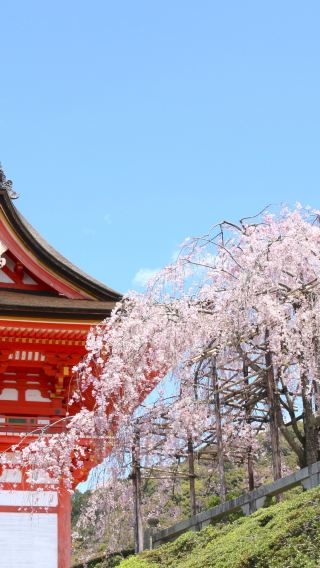 4天3晚 • 日本大阪+京都+奈良市+神戶