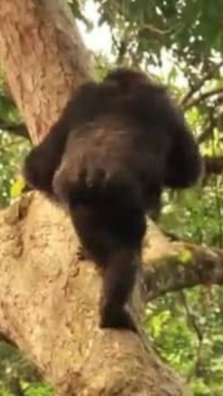 3D2N • From Kampala: 3-Day Murchison Falls Safari & Chimpanzee Trek