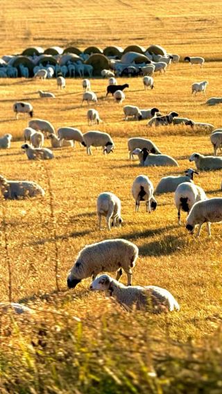 4D3N • Gallop on the grasslands, chase the wind in the desert. A 4-day Inner Mongolia healing escape