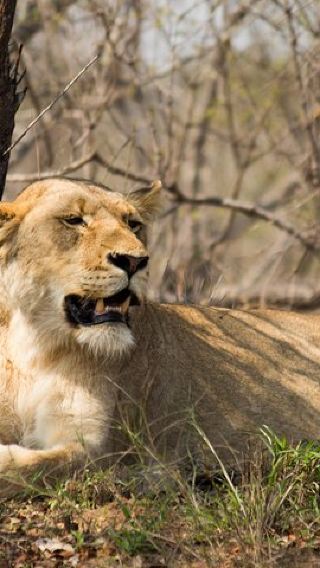 5D4N • 5 Day Lodge and Treehouse Kruger National Park Safari