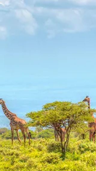 5天4晚 • 肯亞 ANGAMA 傳奇秘旅 2 人成行 奈洛比 安博塞利 馬賽馬拉國家保護區