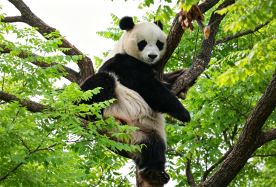 4D3N · Private Tours · Muslim-Friendly Beijing Discovery-From Imperial China to Giant Pandas & Muslim Heritage