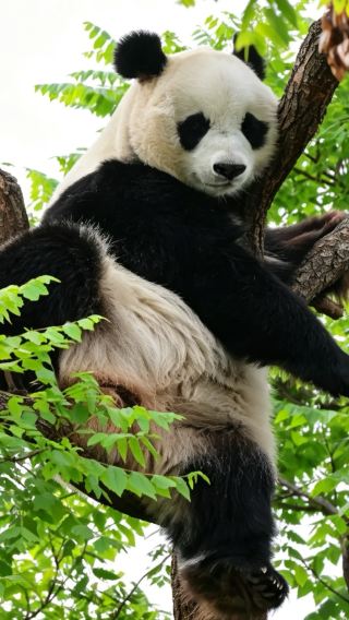 5D4N • Muslim-Friendly Beijing Discovery: From Imperial China to Giant Pandas & Muslim Heritage