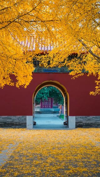 4D3N • Stroll through the imperial city in autumn·savor authentic Beijing-style cuisine·early-bird access to the international-brand Hilton Garden Inn near the 2nd Ring Road