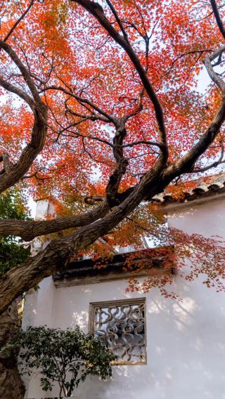 3D2N • West Lake, Prince Bay Park, Leifeng Tower, Lingyin Feilai Peak Scenic Area, Xixi National Wetland Park