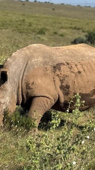 2D1N • Nairobi Amboseli National Park & Maasai Village 2-Day Trip