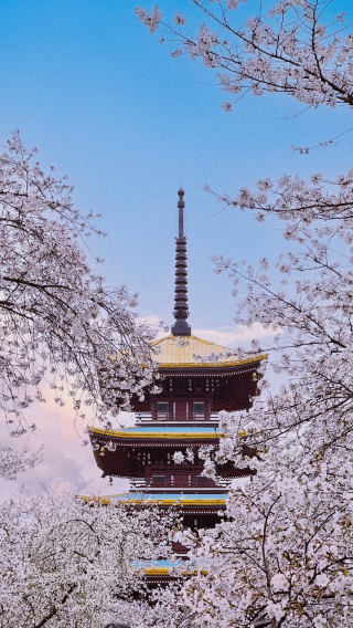 5D4N • Japan + Osaka + Kyoto