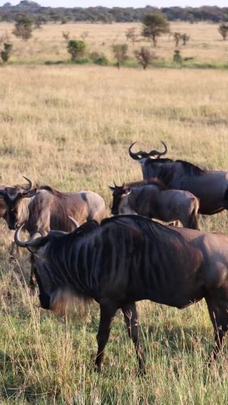 6D5N • Maasai Mara National Reserve + Lake Nakuru National Park + Amboseli National Park