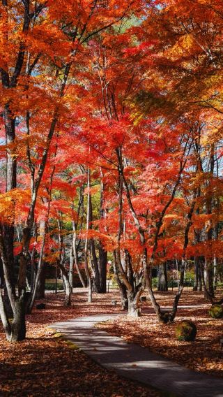 5D4N • Family Kanto Fuji Fun Trip: Theme Park Lake Cruise Experience + Multi Area Central Hotel Stay + Gotemba Premium Outlets + Landmarks Fuji + Q Highland Fun Highlight
