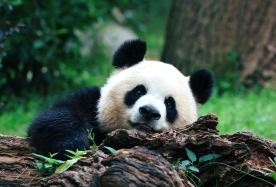 6D5N · Group Tours · Chongqing + Wulong Three Natural Bridges + Longshuixia Fissure Gorge Cleft + Chengdu + Chengdu Research Base of Giant Panda Breeding + Guanghan + Sanxingdui Museum · Six-day package for the maximum of 8-person. A natural and cultural journey to Chongqing and Chengdu.