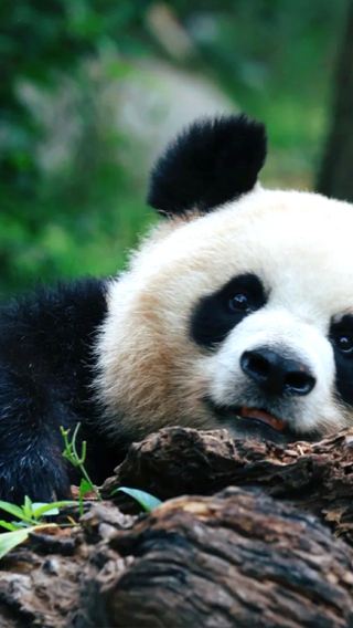 6D5N • Chongqing + Wulong Three Natural Bridges + Longshuixia Fissure Gorge Cleft + Chengdu + Chengdu Research Base of Giant Panda Breeding + Guanghan + Sanxingdui Museum