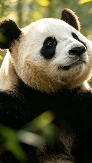2D1N • Beijing autumn world heritage tour, max 6 guests, free Panda House ticket, Forbidden City & Treasure-Clock Gallery, Shichahai courtyard, Peking Opera, Holiday Inn stay, private driver-guide